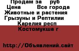 Продам за 50 руб. › Цена ­ 50 - Все города Животные и растения » Грызуны и Рептилии   . Карелия респ.,Костомукша г.